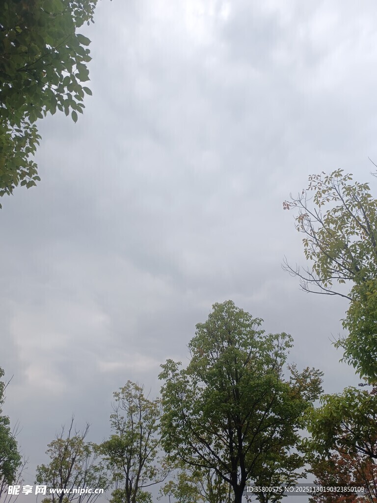阴天中的树木景观