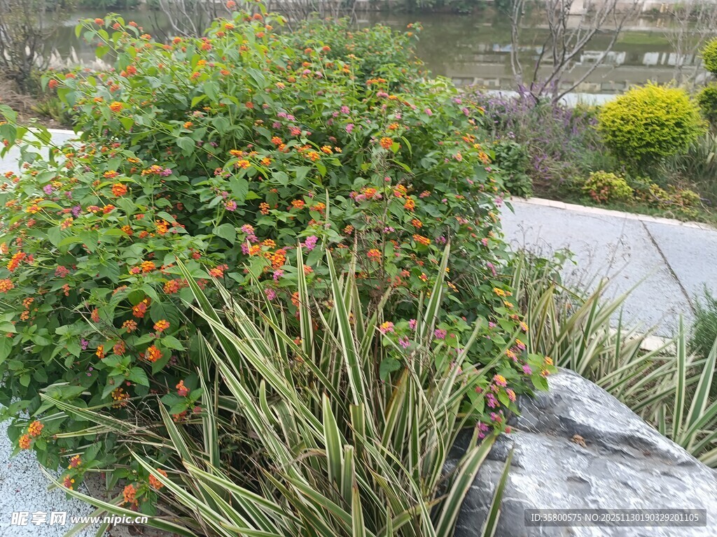 路边多彩花草与石块景观