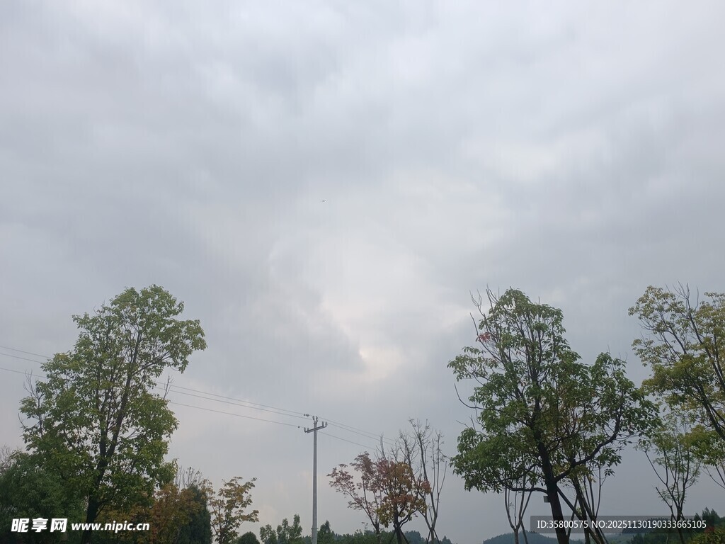 阴天中的树木景观