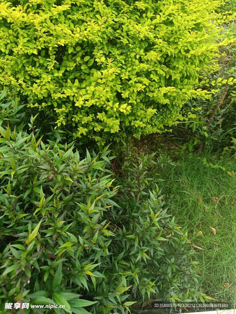 绿意盎然的庭院景观