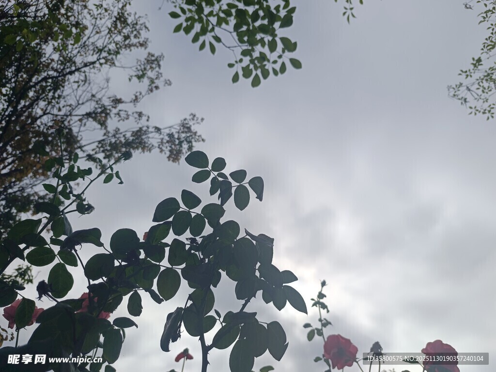 枝叶间的天空景象