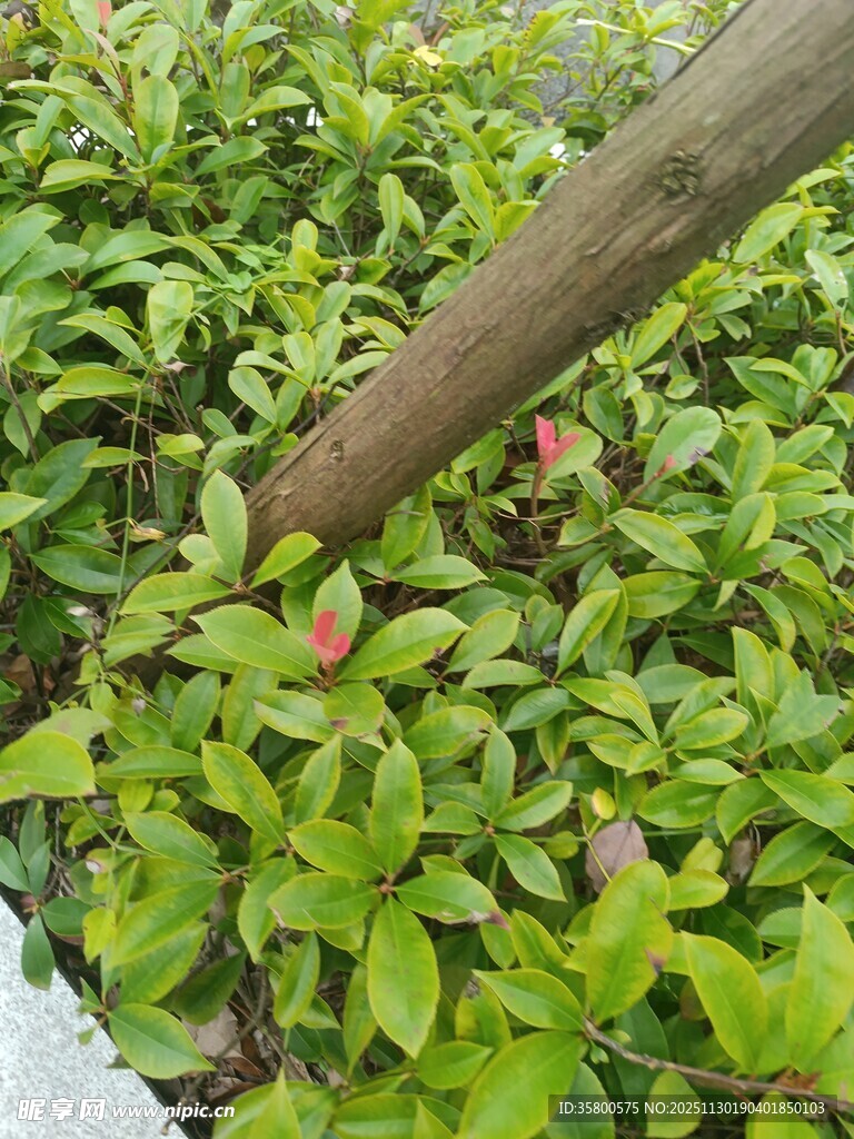 绿叶间的红果与木杆