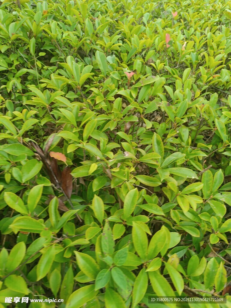 翠绿繁茂的植物景观