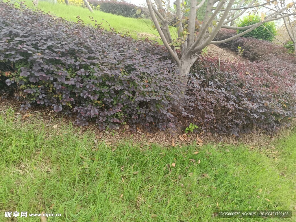 园林中的孤树与绿植景观