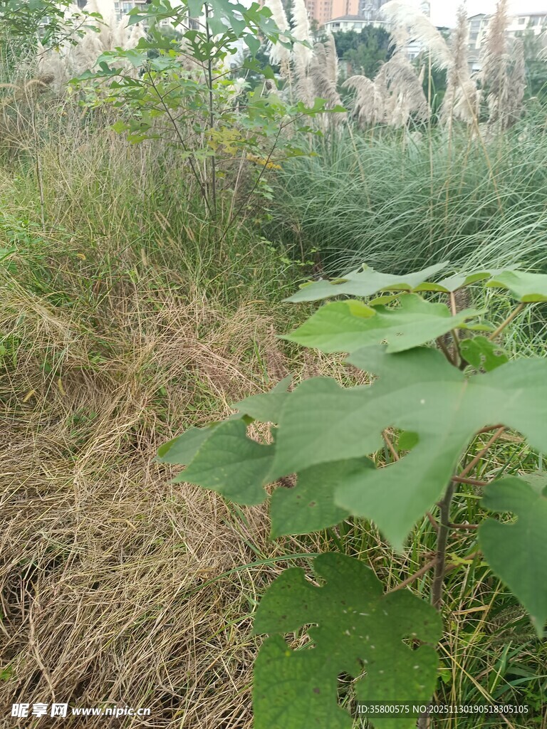 野外繁茂绿植景象