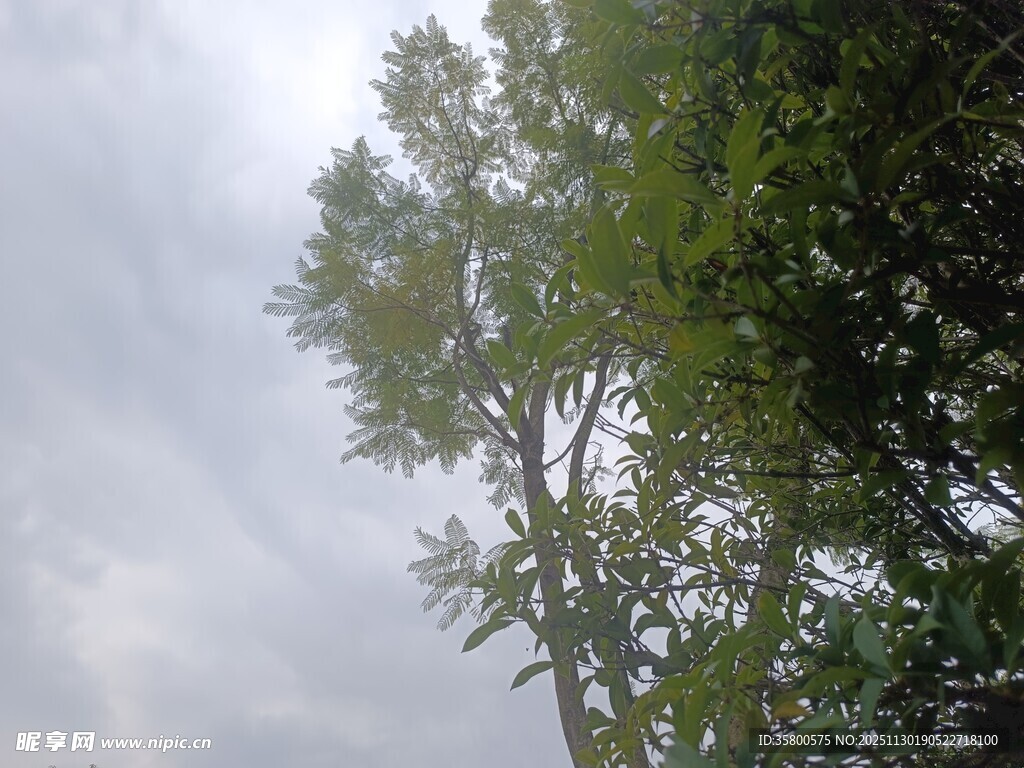 仰视葱郁树木与朦胧天空