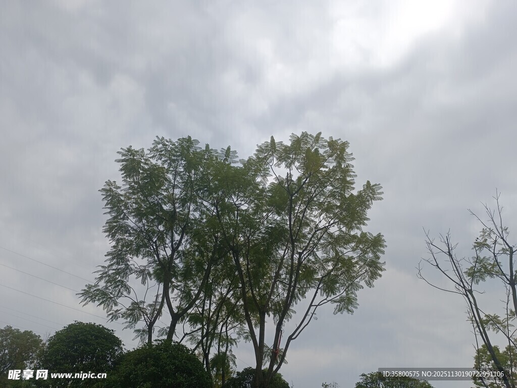 阴天中的葱郁树木