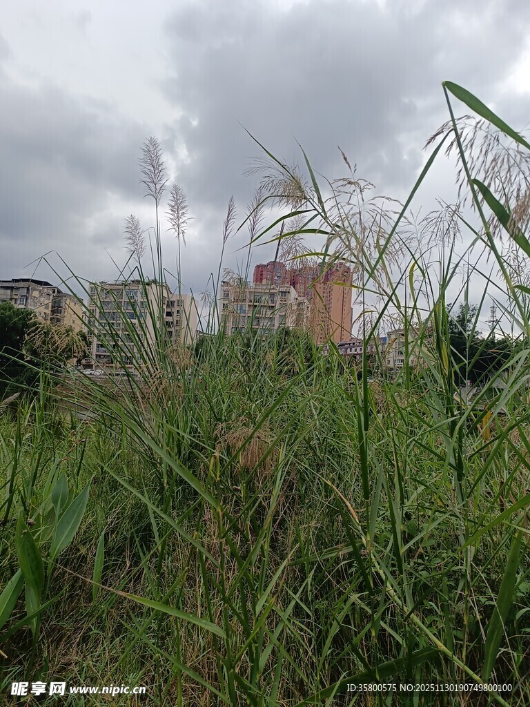 草地之上的城市建筑远景
