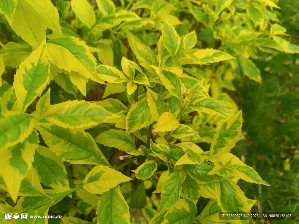 黄绿相间的斑斓叶片