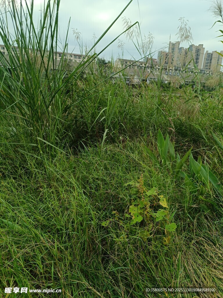 草地中的远景建筑