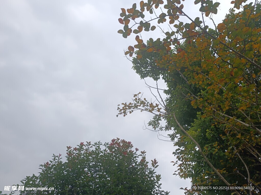 阴天中的树木枝叶