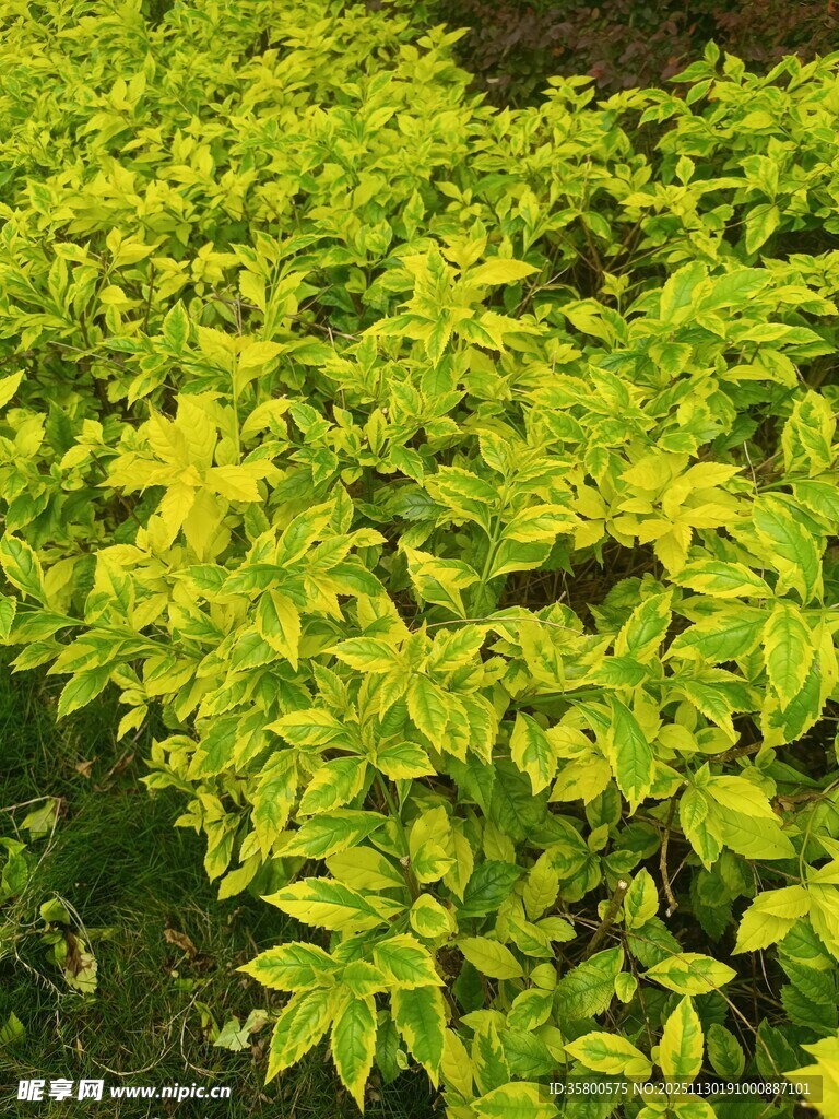翠绿繁茂的植物景观