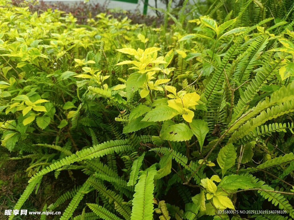 翠绿繁茂的多彩植物景观