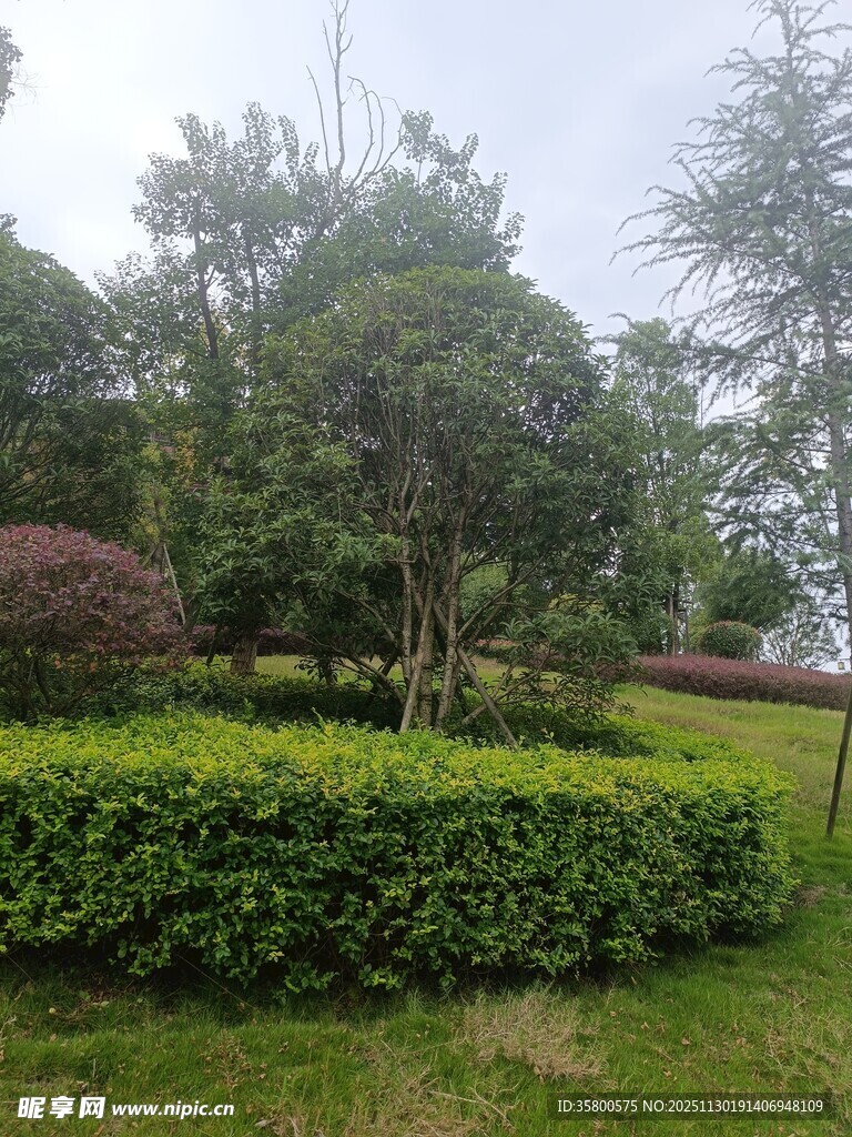 绿意盎然的园林景观