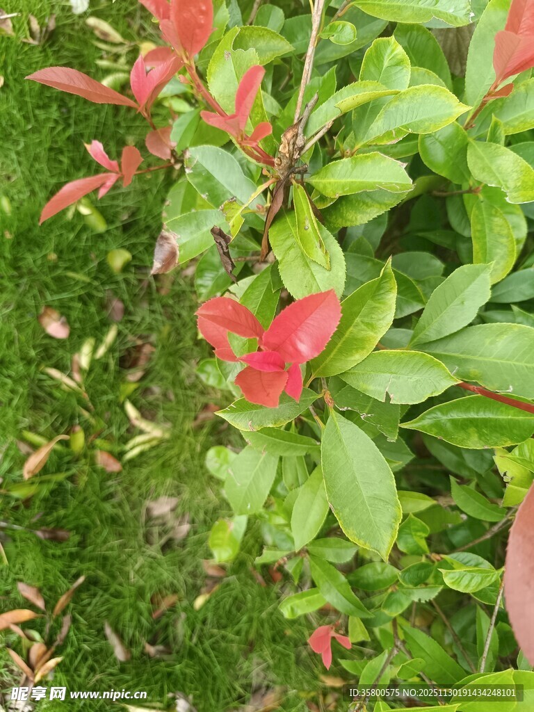 绿叶丛中的艳丽红花