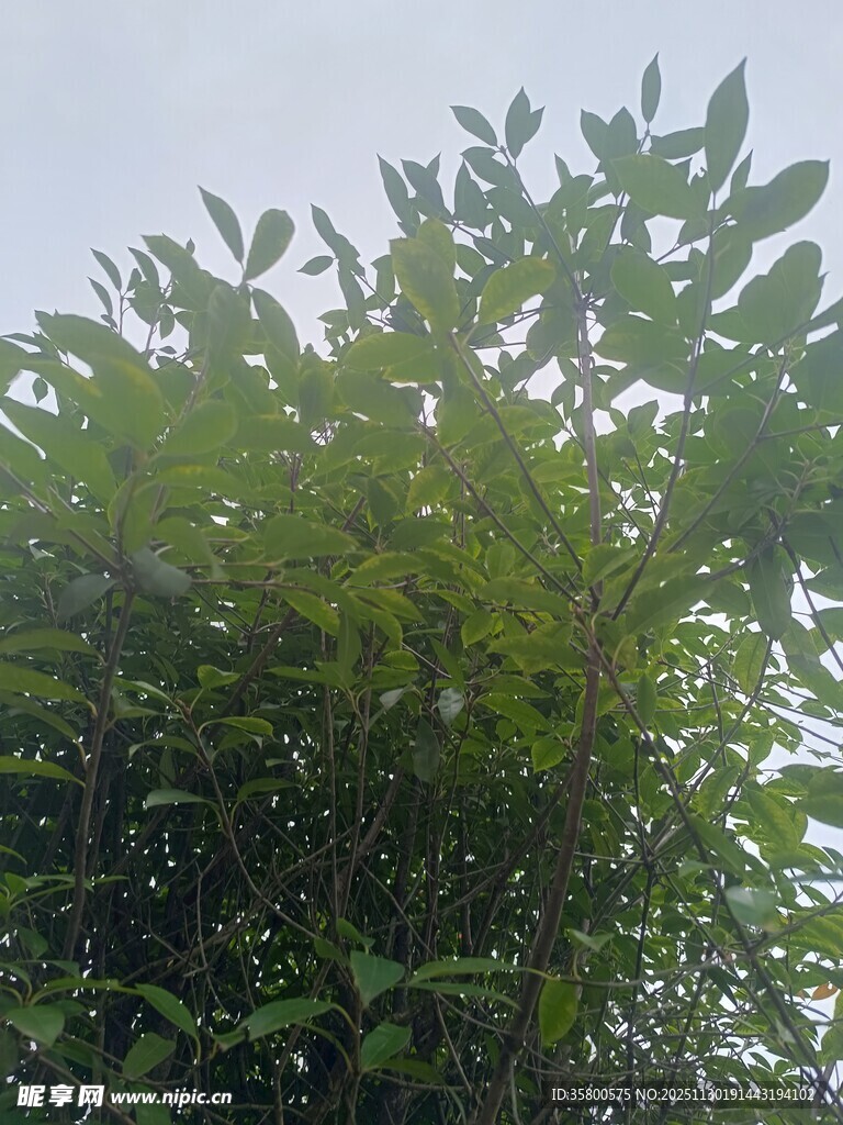 绿叶繁茂的植物