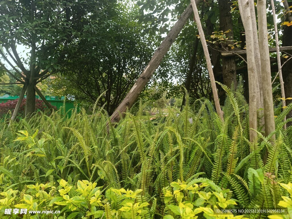 绿意盎然的户外植物景观