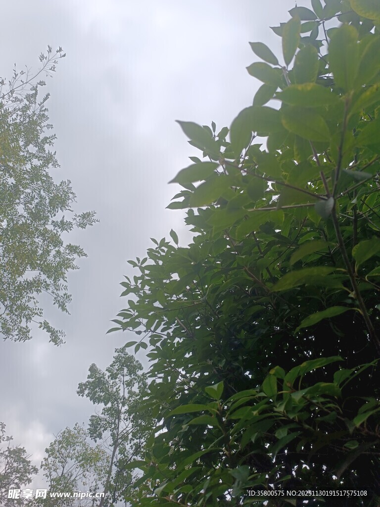 仰视葱郁树木与朦胧天空