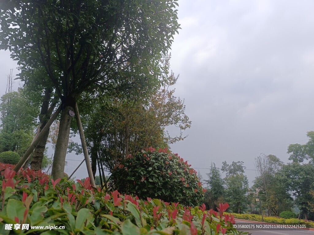 雨中花木繁茂的公园景致