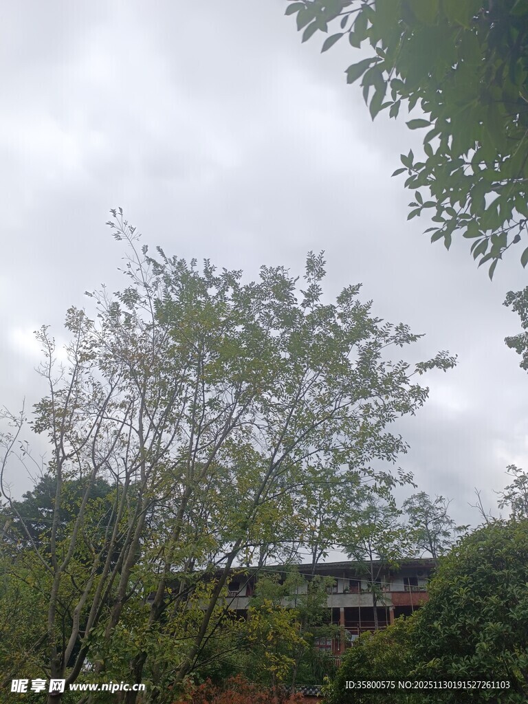 绿树掩映下的建筑景观