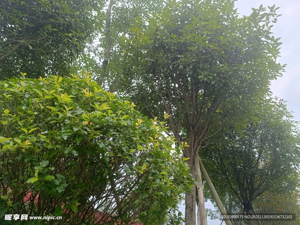 绿树成荫的自然景象