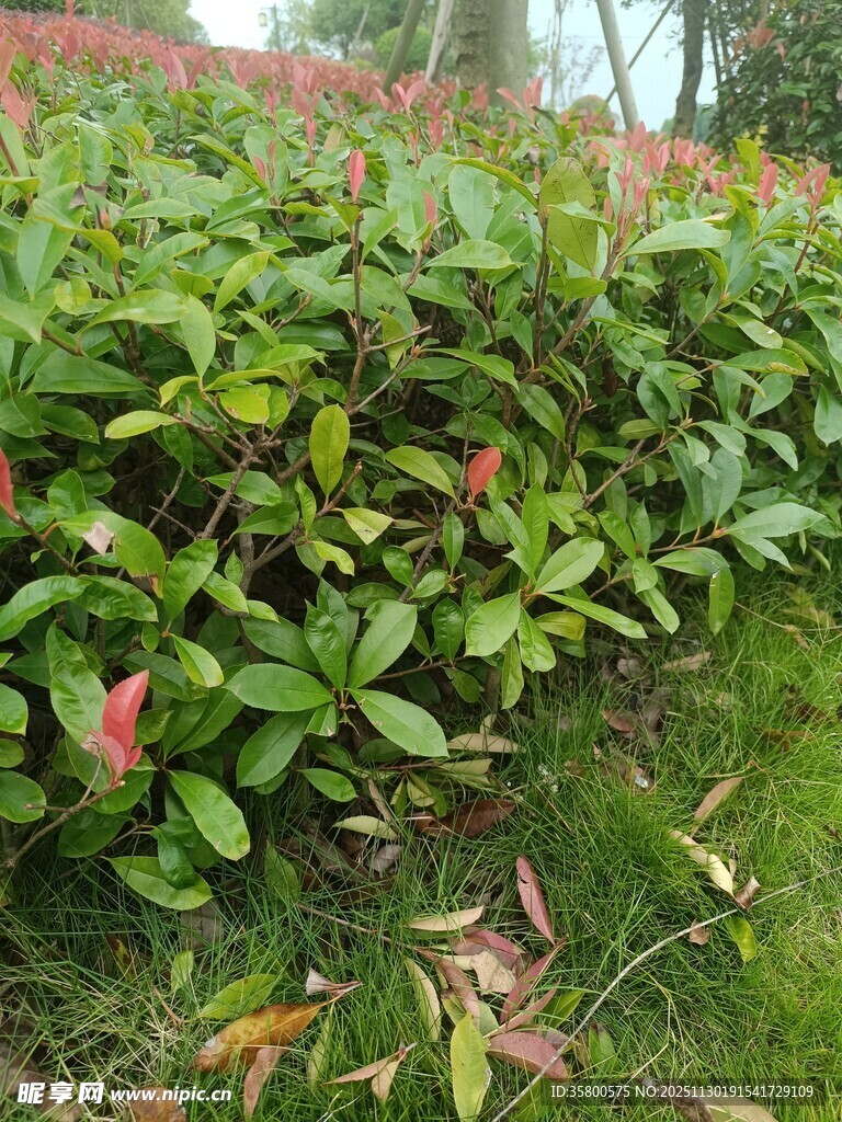 绿叶繁茂的灌木丛景观