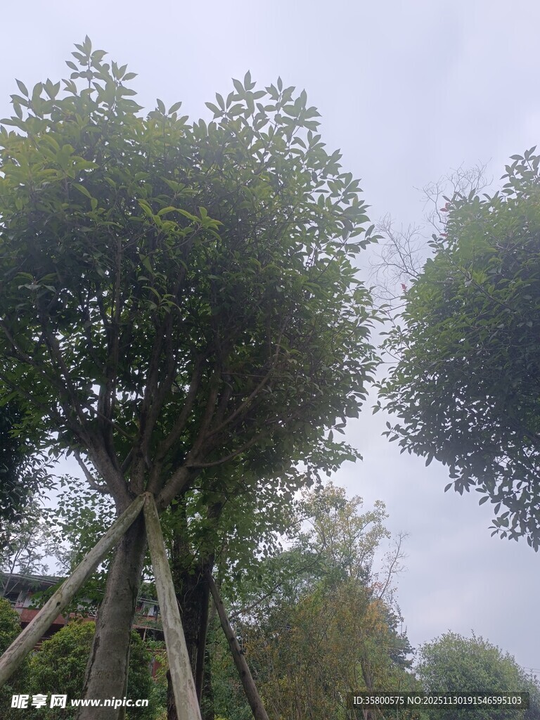 户外挺拔树木景观