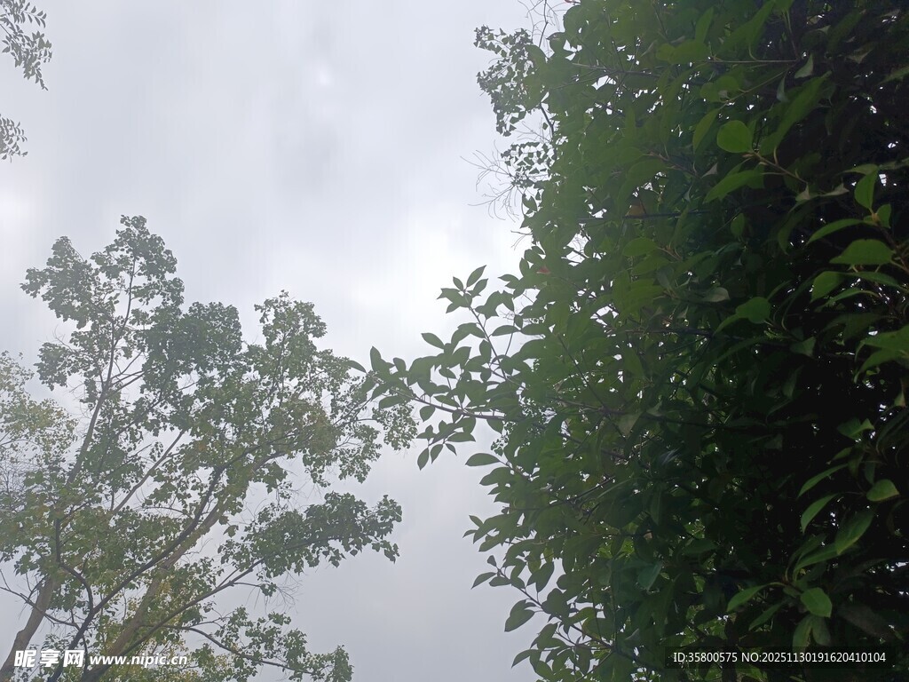 仰视葱郁树木与灰白天空