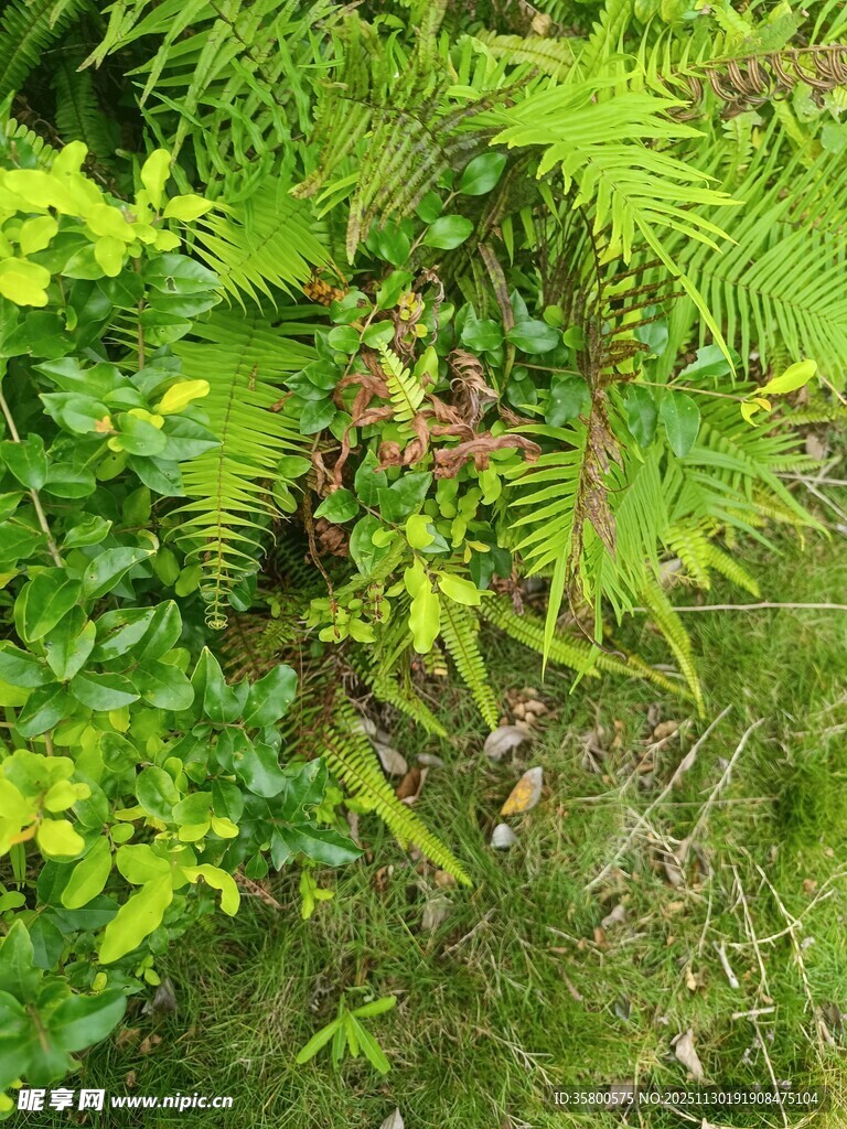 繁茂绿植景观