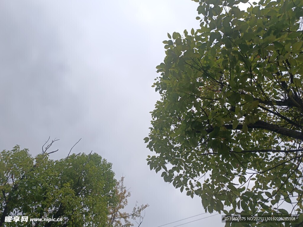 仰视绿树与天空景象