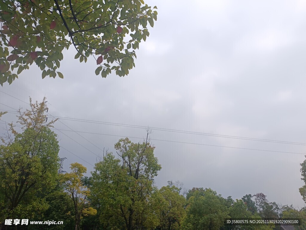 阴天的绿树景观