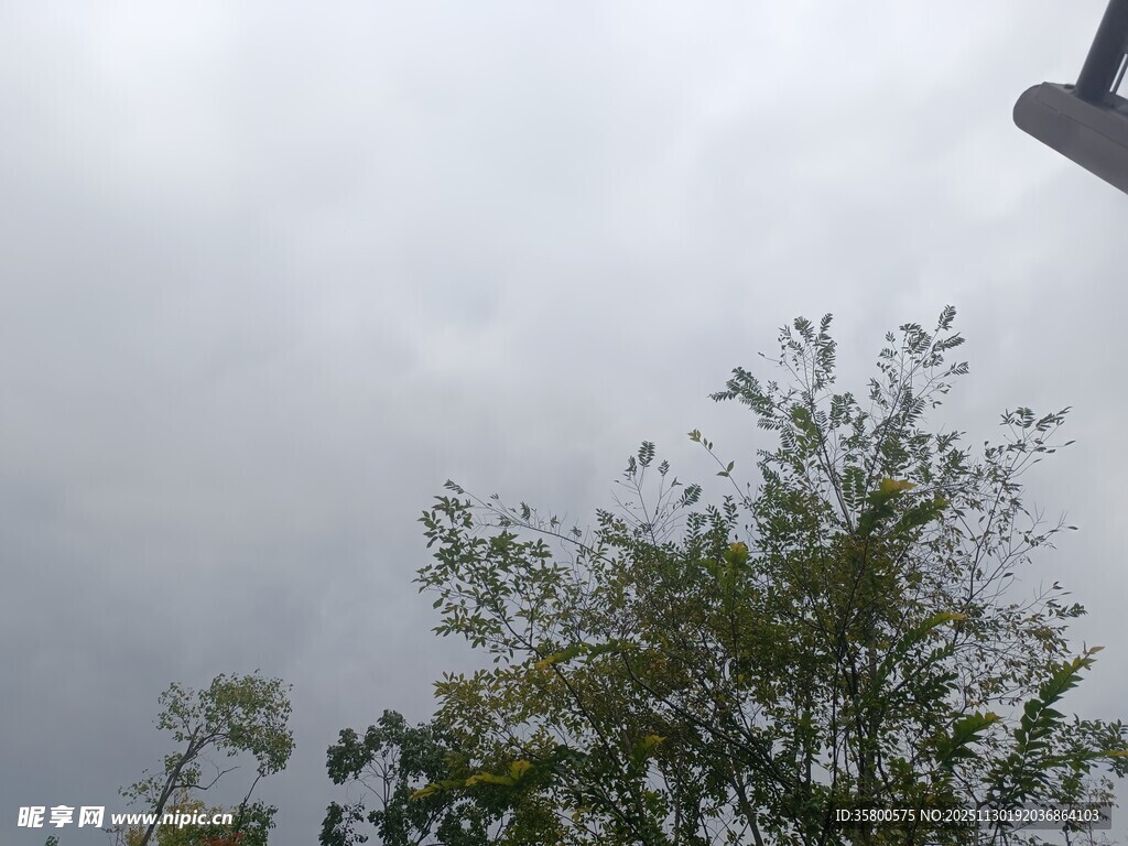 阴天里的树梢景色