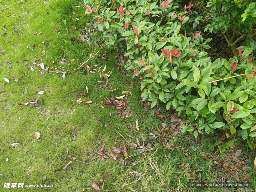 绿草旁的繁茂花卉植物