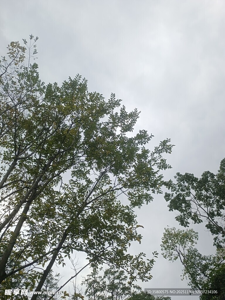 仰视绿树与灰蒙天空
