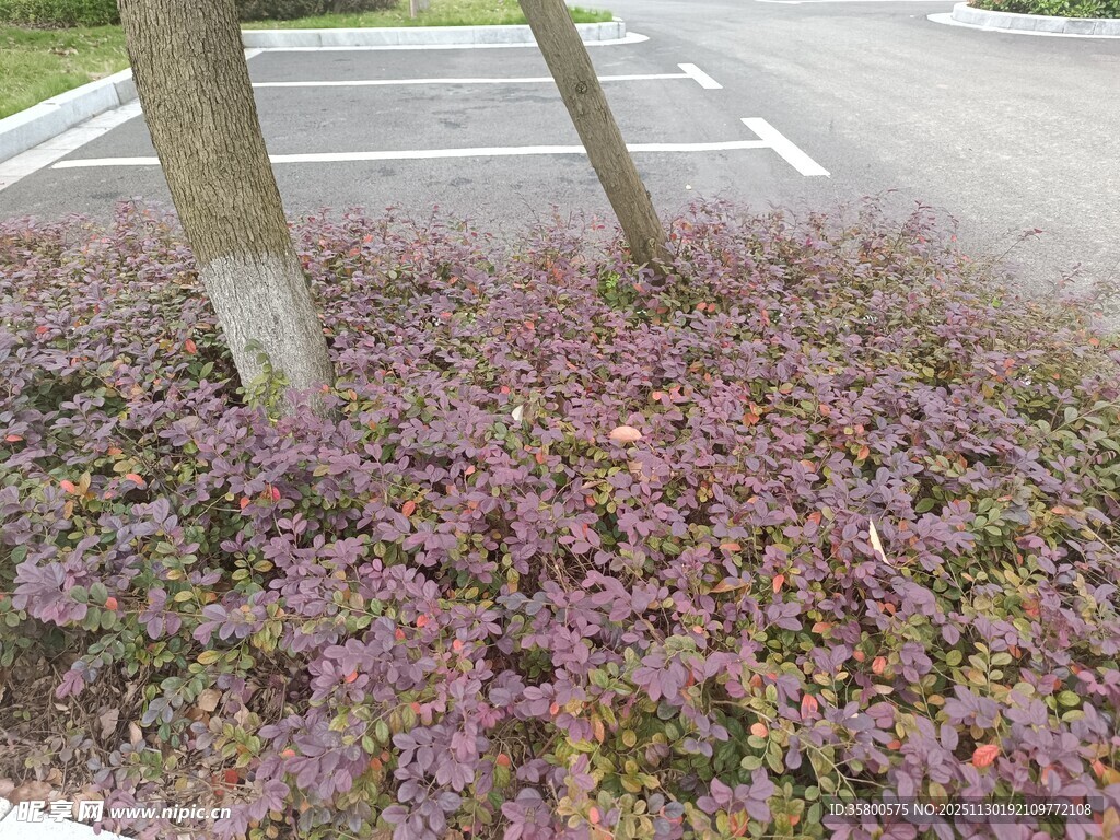 树下紫色花卉景观