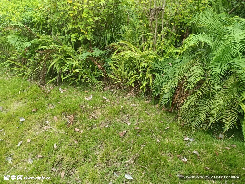户外繁茂的蕨类植物景观