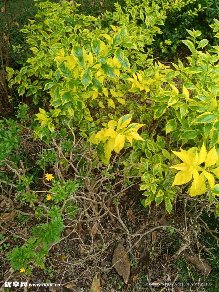 金黄小花绽放于绿植间