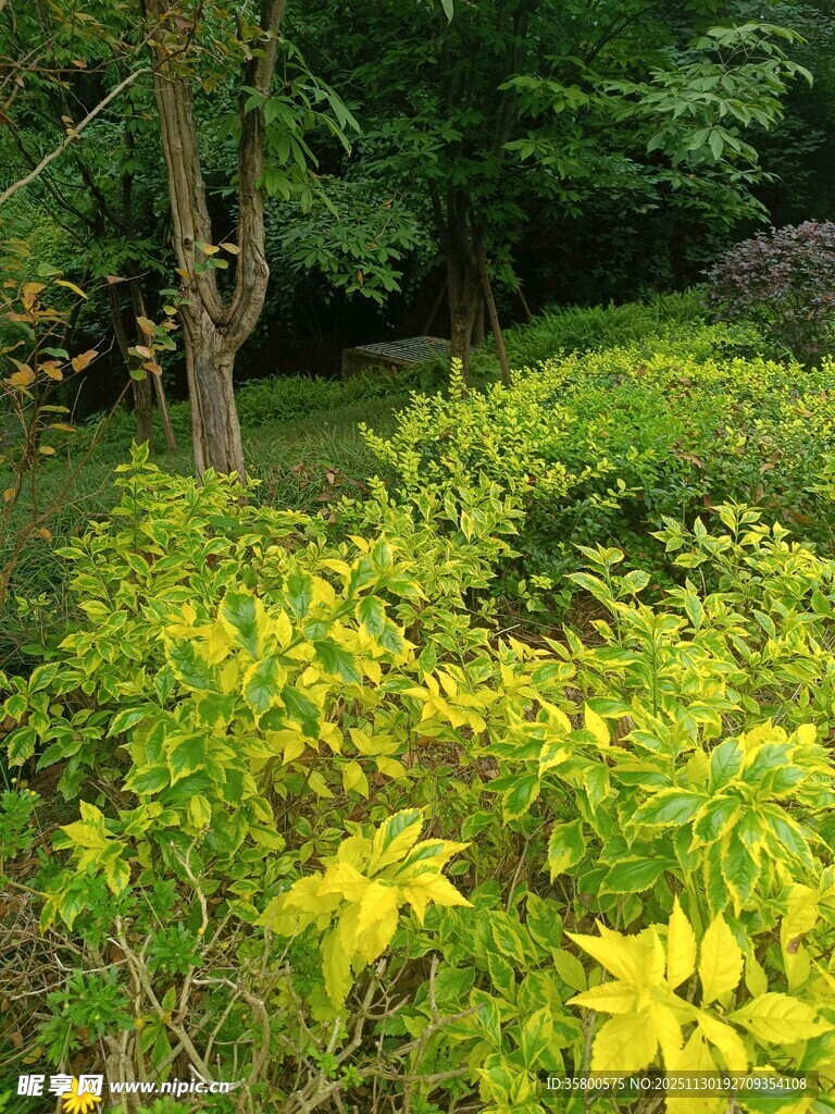 绿意盎然的花园植物景观