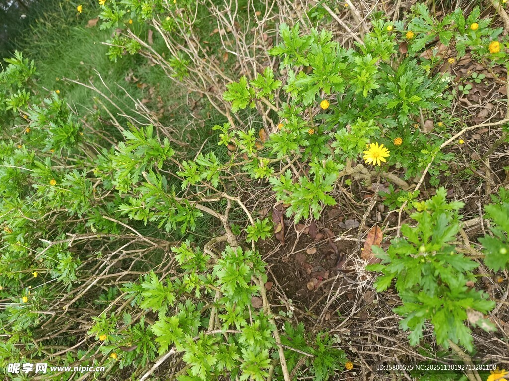 繁茂绿植中的黄色小花