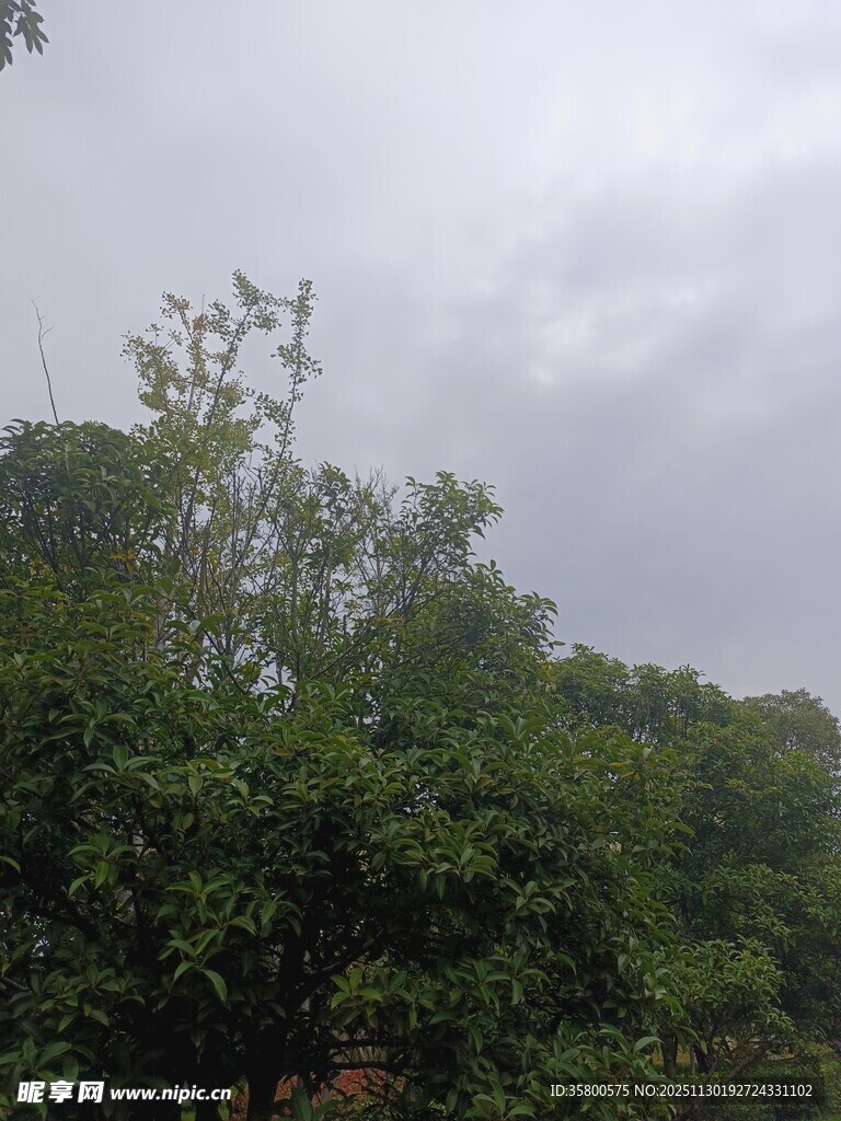 阴天中的葱郁树木