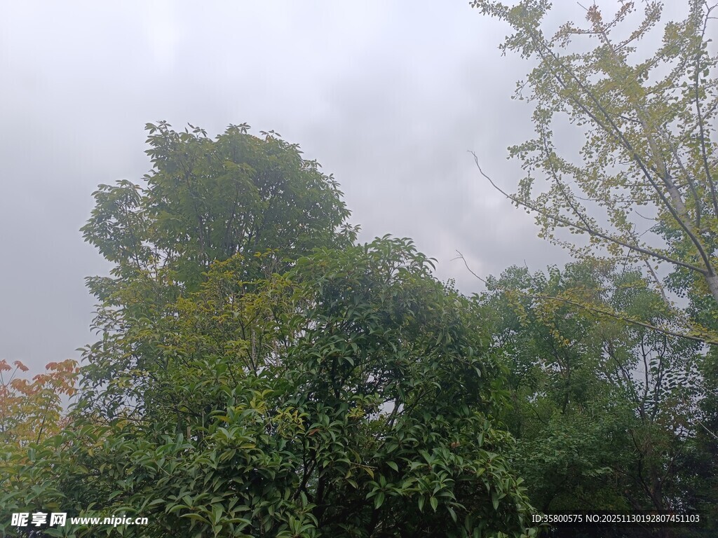 云雾中的葱郁树木