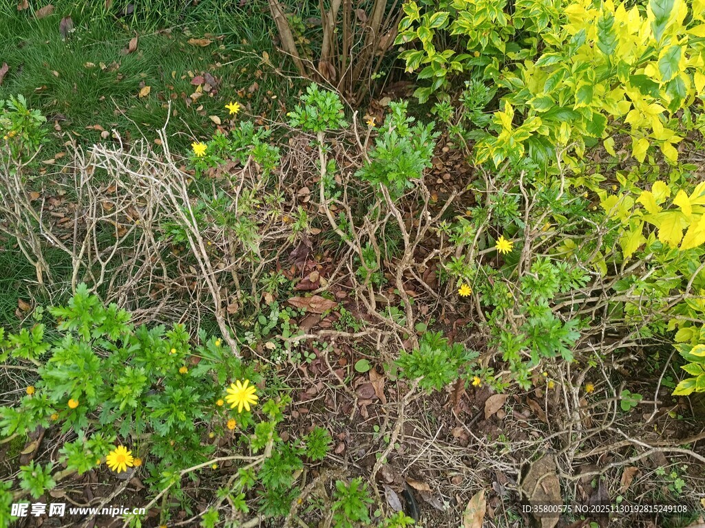 春日野花野草景观