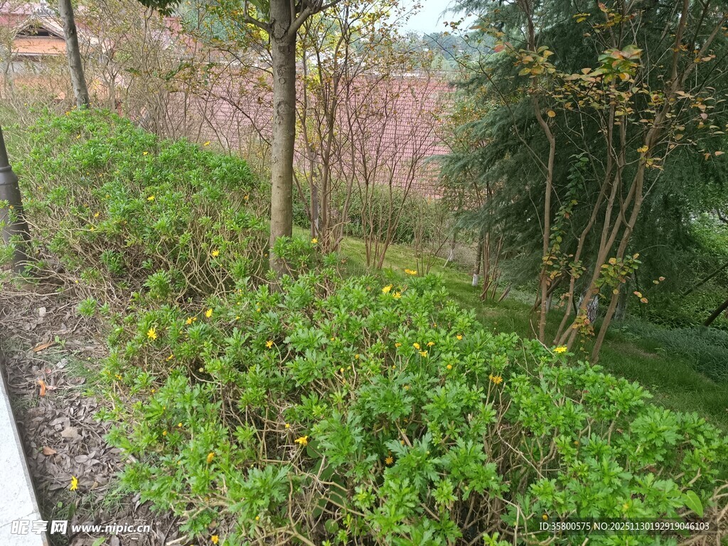 绿意盎然的户外植物景观