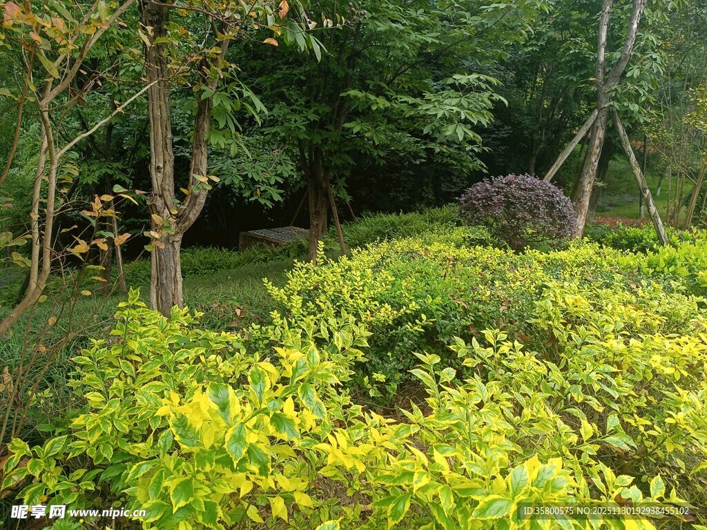 林间绿意盎然的自然景致