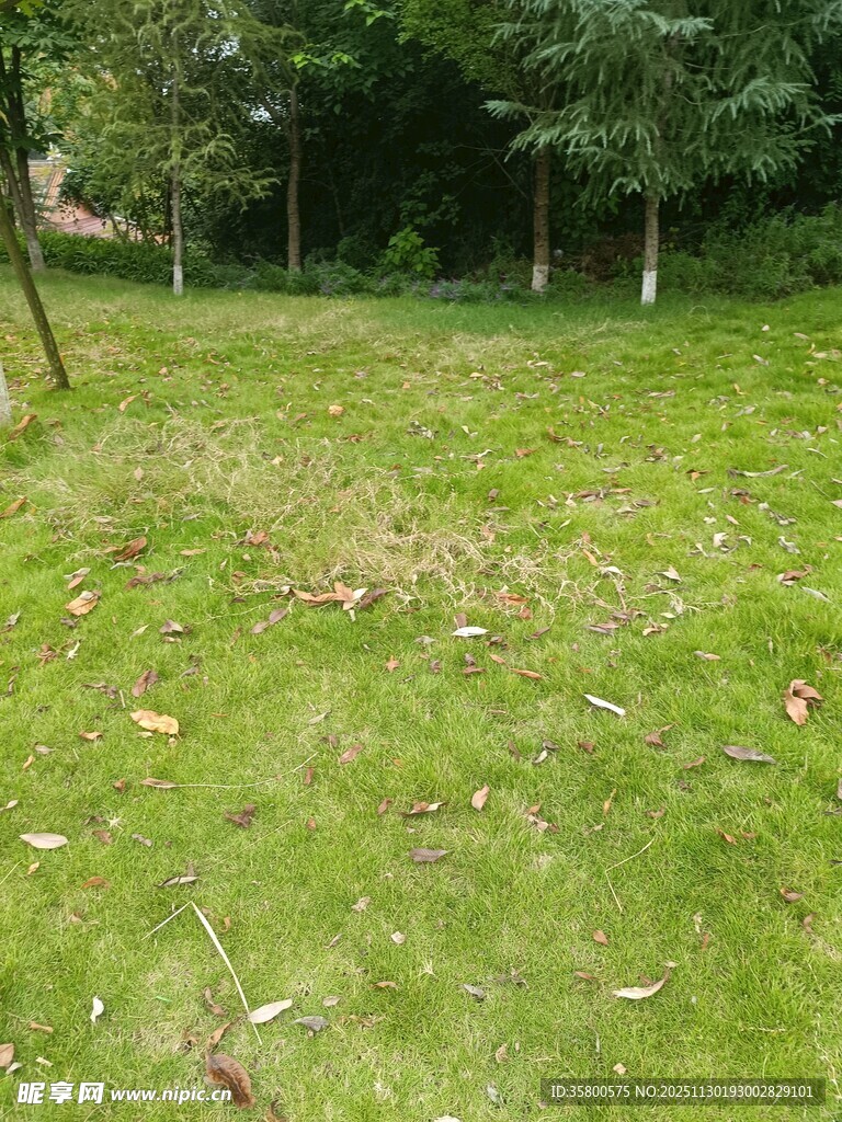 户外绿意盎然的草地场景