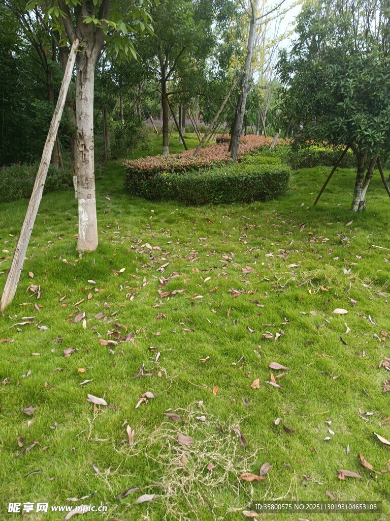 绿意盎然的户外草地景观