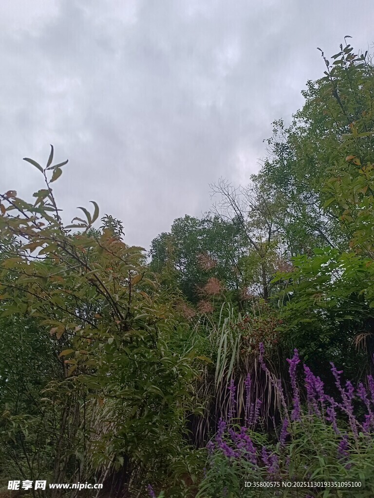 山林间的繁茂植被与紫花