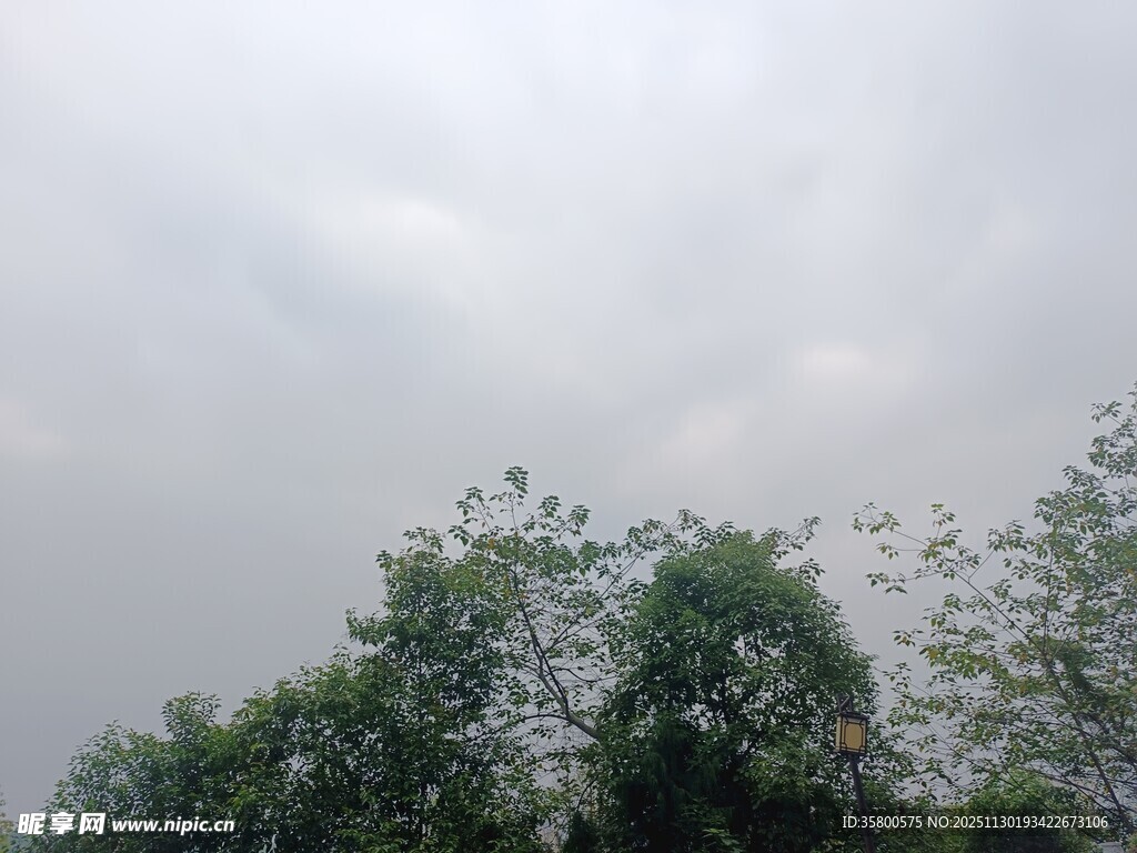 阴天中的葱郁树木