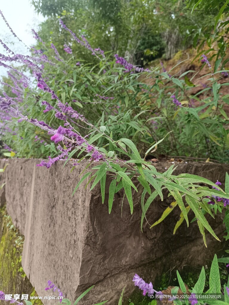 石边绽放的紫色美丽花卉