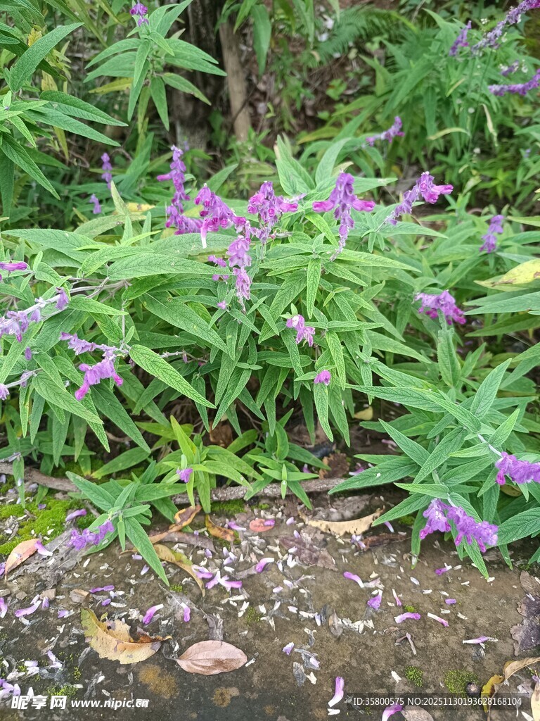 紫色小花与绿叶的自然景致